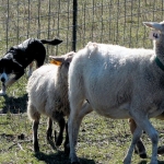 Bayla stalking the sheep