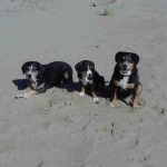 Bliss, Ammo and Shaman at beach