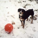 Bliss in the snow with ball