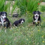 Bliss, Ammo puppy and Shaman, 4 Entlebucher generations