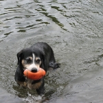 Bliss swimming with football