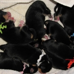New born Eagleheart Entlebucher puppies