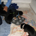 Eagleheart Entlebucher puppies learning how to eat