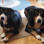 Ammoa and Zendo, Entlebucher mother and daughter