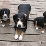 Ammo and Zendo and Massy, H litter pups