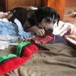 Bliss opening her presents on her last Christmas