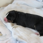 Newborn Entlebucher Puppy