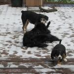 Bliss, Guido and Friend in the snow