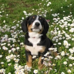 Guido in the daisies