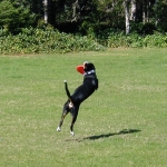 Guido playing frisbee