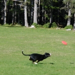 Guido running after the frisbee