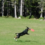 Guido the fast Entlebucher catches the Frisbee