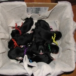 Newborn Entlebucher puppies