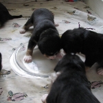 Entle puppies eating puppy mush