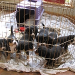 Puppy pen and crate