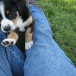 Puppy in lap
