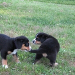 This is what tails are good for!