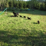 Entlebucher puppies playing with mama