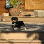knock out  Entlebucher puppy portrait