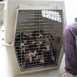 Puppies in kennel going to the vet