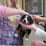 puppy examination!