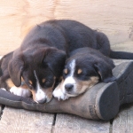 Entlebucher Puppies on boot