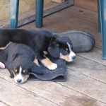 Puppies sleeping on boot