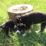 Puppy Play in grass