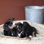 Zendo and Mason, last puppies left