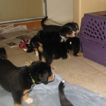 Puppy play in the kennel