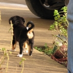 Puppy butt.. should i go over there? 