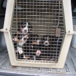 Puppies in the big kennel at 6 wks