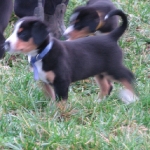 Entlebucher Puppy standing pretty