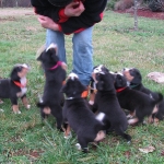 Puppy sitting for treats