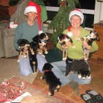 Merry Christmas Entlebucher babies!