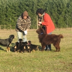 Puppy Socialization with Bear