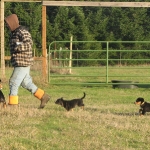 I am a herding puppy!