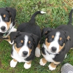 We are adorable Entlebucher puppies waiting for a treat