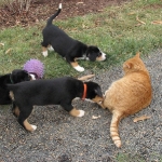 Playing with Tarzan again