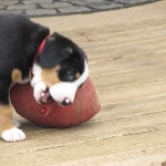 I love this jolly ball!