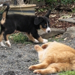 Tarzen plahing with pups