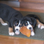 Puppies sharing a chew