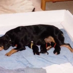Shaman with her first litter of Entlebuchers