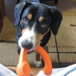 Zendo with her favorite inside toy.. Orange!