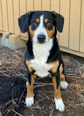 Pupperlu sitting pretty