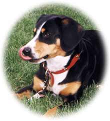 Photo of Bliss (of Eagleheart Entlebuchers at Stillpoint Farm)