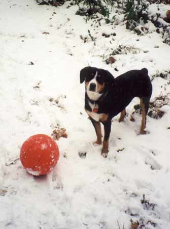 Photo of Bliss in the snow