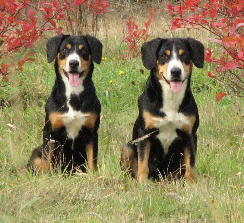 entlebucher puppies